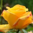Kép 3/3 - Rosa 'Gold Crown®' - sárga - teahibrid rózsa
