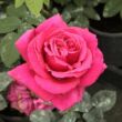 Kép 1/3 - Rosa 'Görgény' - rózsaszín - teahibrid rózsa