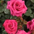 Rosa 'Görgény' - rózsaszín - teahibrid rózsa