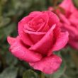 Rosa 'Görgény' - rózsaszín - teahibrid rózsa