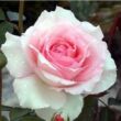 Kép 1/3 - Rosa 'Grand Siècle™' - rózsaszín - teahibrid rózsa