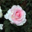 Kép 2/3 - Rosa 'Grand Siècle™' - rózsaszín - teahibrid rózsa