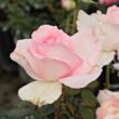 Rosa 'Grand Siècle™' - rózsaszín - teahibrid rózsa