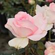 Kép 3/3 - Rosa 'Grand Siècle™' - rózsaszín - teahibrid rózsa