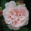 Kép 1/3 - Rosa 'Grüss an Aachen™' - rózsaszín - virágágyi grandiflora - floribunda rózsa