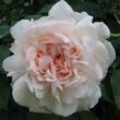 Kép 2/3 - Rosa 'Grüss an Aachen™' - rózsaszín - virágágyi grandiflora - floribunda rózsa
