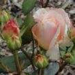 Kép 3/3 - Rosa 'Grüss an Aachen™' - rózsaszín - virágágyi grandiflora - floribunda rózsa