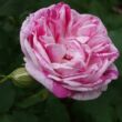 Kép 1/3 - Rosa 'Honorine de Brabant' - rózsaszín - lila - történelmi - bourbon rózsa
