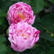 Rosa 'Honorine de Brabant' - rózsaszín - lila - történelmi - bourbon rózsa