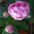 Rosa 'Honorine de Brabant' - rózsaszín - lila - történelmi - bourbon rózsa