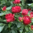 Kép 2/3 - Rosa 'Inge Kläger' - vörös - virágágyi floribunda rózsa