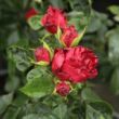 Rosa 'Inge Kläger' - vörös - virágágyi floribunda rózsa