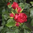 Kép 3/3 - Rosa 'Inge Kläger' - vörös - virágágyi floribunda rózsa