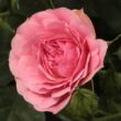 Kép 1/3 - Rosa 'Ingrid Stenzig' - rózsaszín - virágágyi polianta rózsa