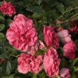 Rosa 'Ingrid Stenzig' - rózsaszín - virágágyi polianta rózsa
