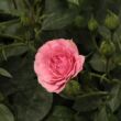 Kép 3/3 - Rosa 'Ingrid Stenzig' - rózsaszín - virágágyi polianta rózsa