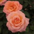 Kép 2/3 - Rosa 'Joyfulness' - narancssárga - teahibrid rózsa