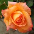 Rosa 'Joyfulness' - narancssárga - teahibrid rózsa