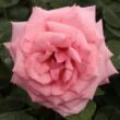 Kép 1/3 - Rosa 'Kanizsa' - rózsaszín - teahibrid rózsa