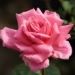 Kép 2/3 - Rosa 'Kanizsa' - rózsaszín - teahibrid rózsa