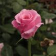 Rosa 'Kanizsa' - rózsaszín - teahibrid rózsa