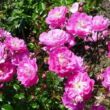 Kép 1/3 - Rosa 'Kodály Zoltán' - rózsaszín - virágágyi polianta rózsa