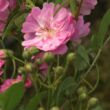 Rosa 'Kodály Zoltán' - lila - fehér - virágágyi polianta rózsa