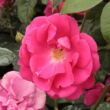 Kép 1/3 - Rosa 'Lafayette' - rózsaszín - virágágyi polianta rózsa