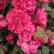 Rosa 'Lafayette' - rózsaszín - virágágyi polianta rózsa