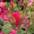 Kép 3/3 - Rosa 'Lafayette' - rózsaszín - virágágyi polianta rózsa