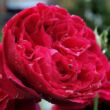 Kép 1/3 - Rosa 'Leonard Dudley Braithwaite' - vörös - angol rózsa