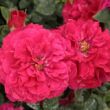 Kép 2/3 - Rosa 'Leonard Dudley Braithwaite' - vörös - angol rózsa