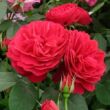 Rosa 'Leonard Dudley Braithwaite' - vörös - angol rózsa