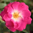Kép 1/3 - Rosa 'Lippay János' - rózsaszín - virágágyi polianta rózsa