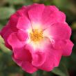 Kép 1/3 - Rosa 'Lippay János' - rózsaszín - virágágyi polianta rózsa