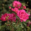 Rosa 'Lippay János' - rózsaszín - virágágyi polianta rózsa
