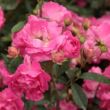 Kép 3/3 - Rosa 'Lippay János' - rózsaszín - virágágyi polianta rózsa