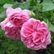 Rosa 'Louise Odier' - rózsaszín - történelmi - bourbon rózsa