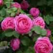 Kép 3/3 - Rosa 'Louise Odier' - rózsaszín - történelmi - bourbon rózsa