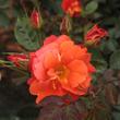 Kép 2/3 - Rosa 'Lydia®' - narancssárga - parkrózsa