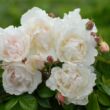 Rosa 'Madame Alfred Carrière' - rózsaszín - történelmi - noisette rózsa