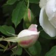 Rosa 'Madame Alfred Carrière' - rózsaszín - történelmi - noisette rózsa