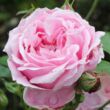 Kép 1/3 - Rosa 'Madame Caroline Testout' - rózsaszín - teahibrid rózsa