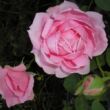 Rosa 'Madame Caroline Testout' - rózsaszín - teahibrid rózsa