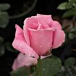 Kép 3/3 - Rosa 'Madame Caroline Testout' - rózsaszín - teahibrid rózsa