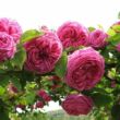 Kép 2/3 - Rosa 'Madame Isaac Pereire' - rózsaszín - történelmi - bourbon rózsa