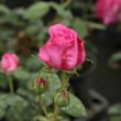 Kép 3/3 - Rosa 'Madame Isaac Pereire' - rózsaszín - történelmi - bourbon rózsa