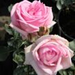 Rosa 'Madame Maurice de Luze' - rózsaszín - teahibrid rózsa