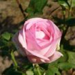 Rosa 'Madame Maurice de Luze' - rózsaszín - teahibrid rózsa