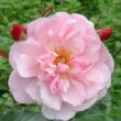 Kép 1/3 - Rosa 'Märchenland®' - rózsaszín - virágágyi floribunda rózsa